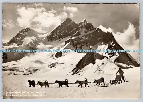D332166 Jungfraujoch. Jungfrau. Polarhunde Gegen das Mönchsjoch. E. Goetz