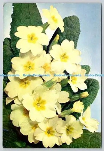 D329554 Primel. Primula vulgaris. J. Arthur Dixon. Farbfoto. Natürliche