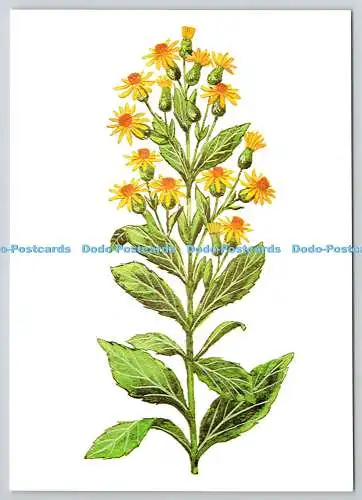 D329558 Goldrute. Solidago virgaurea. Solubitrat von Heumann. Serie Medizin aus