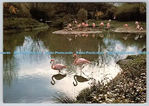 D327016 Caribbean Flamingos. Phoenicopterus ruber. O. F. Warren. J. Arthur Dixo