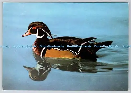 D327017 Carolina Drake vom Wildfowl Trust. Philippa Scott. J. Arthur Dixon Lt