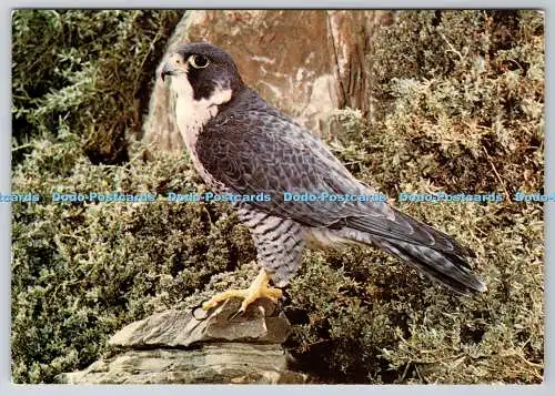 D327019 Britische Greifvögel. Wanderer. Falco peregrinus. Kenneth W. Fink. Ard