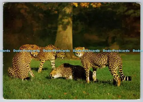 D327020 Gruppe Geparden. Royal Windsor Safari Park. Eine Dixon Lotus Produktion.