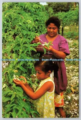 D329574 Grüße aus Niue. Die Bestäubung der Passionsfruchtblüte erfolgt durch h