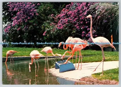 D327021 Kubanische Flamingos. Royal Windsor Safari Park. J. Arthur Dixon Ltd. DRG. D