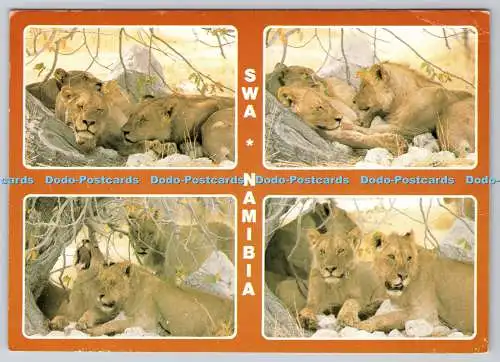 D327081 SWA Namibia. Etosha. H. Thelss. S.W. Foto. Windhoek. Qualitätspostkarte