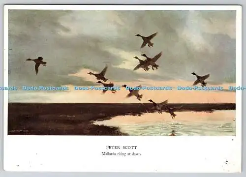 D332305 Mallards Rising at Dawn. Hale. Cushman und Flint. Boston. Masse. Die Medi