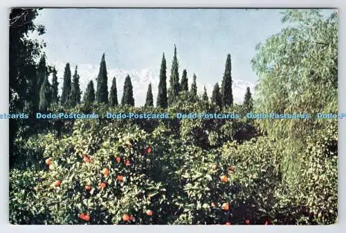 D335081 Jalalabad. Orange Grove. Afghan Information Bureau