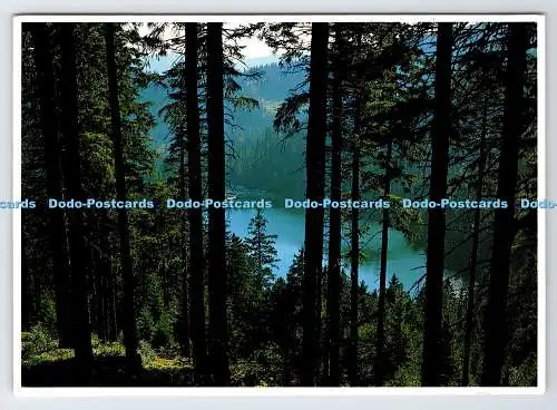 D335087 Elsass. Vogesen Lac Vert et Foret. Cartolaser. A. Bommer. 1986