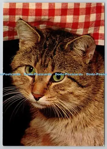 D329667 Polly ist eine freundliche Tabby-Katze aus Buckinghamshire. Waddingtons. Leeds.