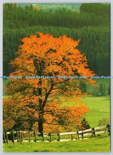 D329668 Herbst im Allgau. Radelt und Huber. DJH. Deutsches Jugendherbergswerk. Ka