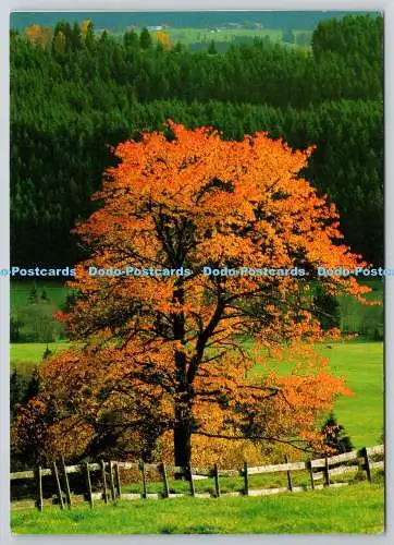 D329669 Herbst im Allgau. Radelt und Huber. DJH. Deutsches Jugendherbergswerk. Ka