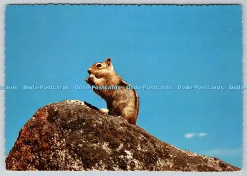 D327204 Erdhörnchen mit goldenem Mantel. Yosemite Nationalpark. Kalifornien. 5 As