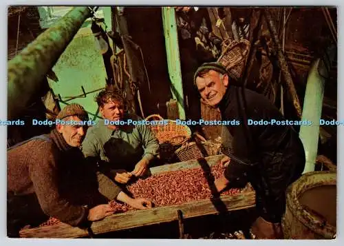 D327228 Oostende. Garnelenfischer. Fotohalle. Brüssel. PM Oostende. 1970