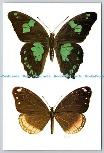 D329811 Mauritius Schmetterlinge. Zitrus- und Ficusschmetterlinge. Papilio manlius. Eu