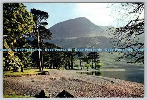 D327280 The Buttermere Pines. Cumberland. Die bekanntesten Bäume der Seenplatte. J. Arthu