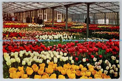 D327303 Keukenhof. Lisse Holland. Tulpen. L. Blok. Planeta. Haarlem