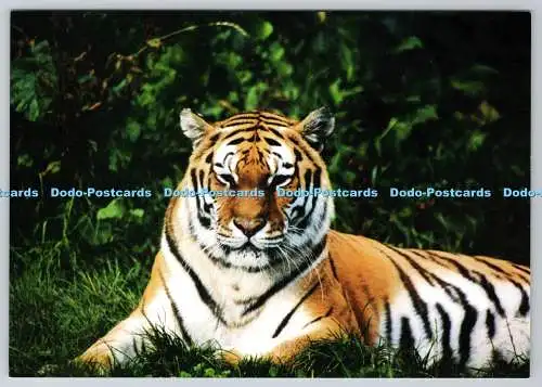 D332515 Tiger. Chester Zoo hat zwei Amur Tiger. John Hinde Ltd. Stephen Bennett
