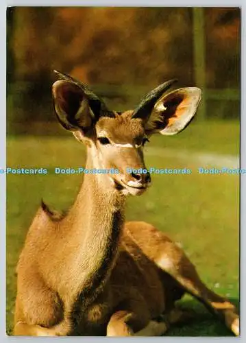 D329868 Kudu ist eine Waldantilope. Westdeutschland. ILO. Postkarte