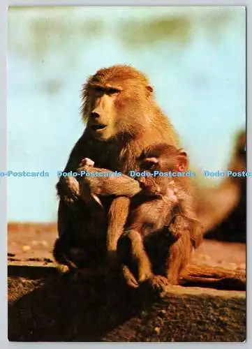 D329869 Hamadryas Pavian mit Baby. Westdeutschland. ILO. Postkarte