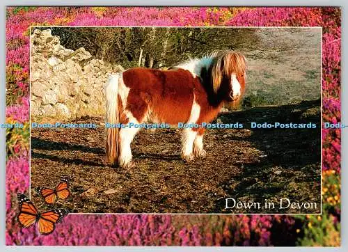 D327360 unten in Devon. Dartmoor. Ein traditionelles Skewbald Pony. Blair Scobie. Judg