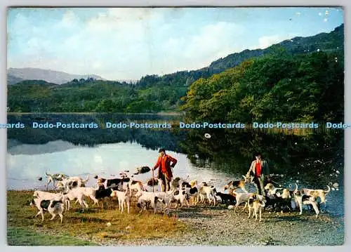 D332577 Westmorland. Coniston Foxhounds bei Rydalwater. J. Arthur Dixon Ltd