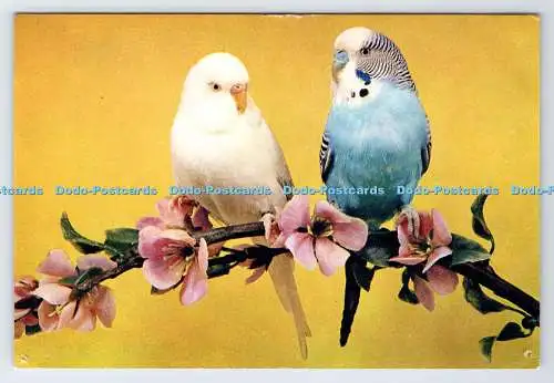 D335346 Wellensittich himmelblauer Hahn und Albino-Henne. J. Arthur Dixon. Newport. I.B