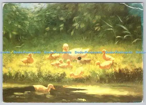 D327386 Woman s Weekly. Entenküken am Flussrand. Constant Artz. Bridgeman