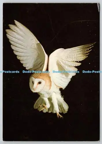 D329953 Schleiereule. Tyto Alba. E. Breeze Jones. Bruce Coleman. DRG. J. Arthur Dixo