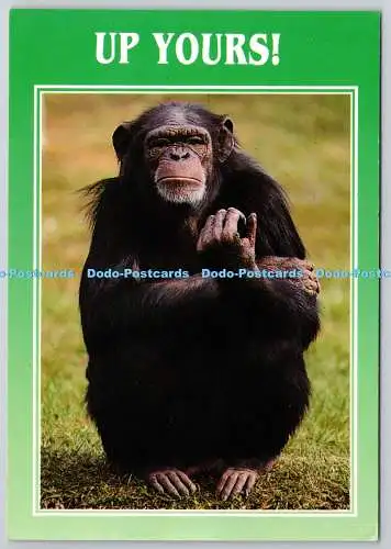 D329994 Schimpanse. Pan troglodytes. Up Yours. Eastbourne. Golden Shield. EWG. L