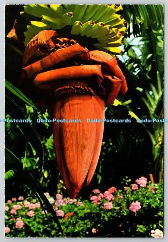 D330000 Bananenblütenpflanze. Flores de Canarias. Ediciones Gasteiz. Ed. Beascoa.