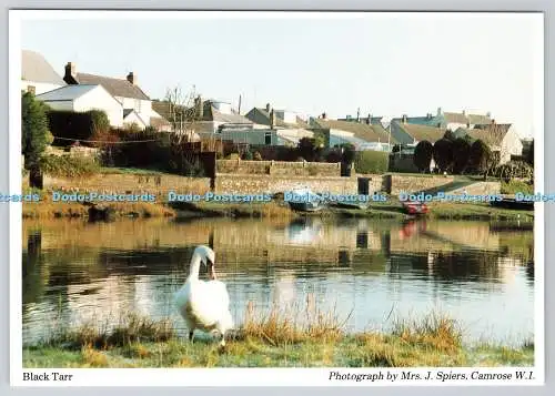 D327472 Black Tarr. Mrs. J. Spiers. Camrose W.I. Dyfed Pembrokeshire Federation