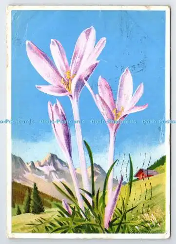 D335462 La Flore de Montagne. Colchicum Alpinum. Adia. PM. London