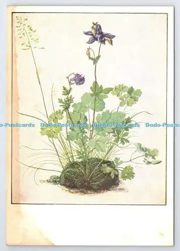 D335500 Wien. Albertina. Columbine. Dürer. Soho Gallery. Anton Schroll