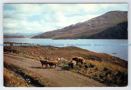 D335512 Inverness Shire. Hochlandrinder am Loch Quoich. J. Arthur Dixon. Scotla