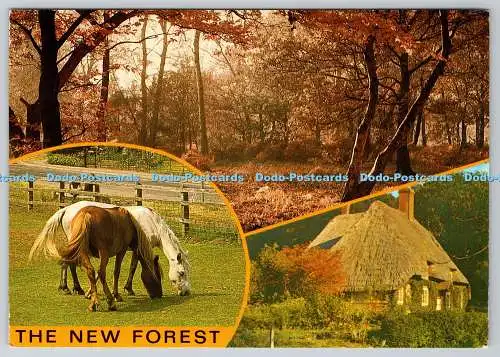 D327592 New Forest. J. Salmon Ltd. Sevenoaks. Kent. Multi View
