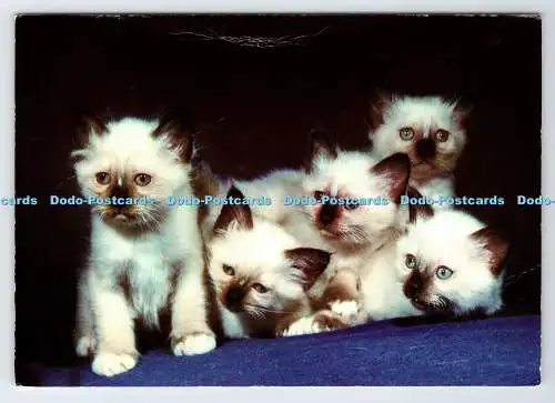 D335563 Katzen. E. T. W. Dennis. Scarborough. PM. Bezirk Exeter