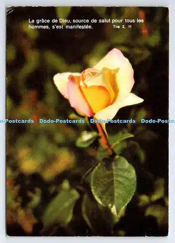 D335575 La Grace de Dieu. Rose. Deriaz Baulmes