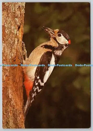 D330189 Buntspecht. Dendrocopus major. Aquila Photographics. DRG.