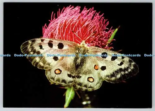 D332857 Apollofalter. Jugendherbergs. Curth. 1972