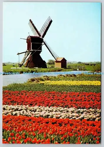 D330212 Tulpenfeld und Windmühle. Gebr. Spanjersberg. Rotterdam en Antwerpen. Po
