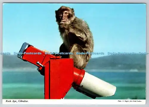 D327729 Rock Ape. Gibraltar. E. Nagele. John Hinde Ltd. Marama Rock Trading Agen