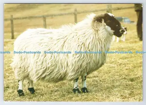 D335702 Blackface Sheep. J. Arthur Dixon. British Wool Marketing Board