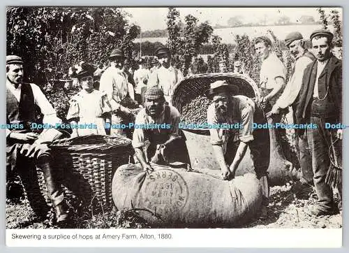 D327762 Einen Hopfenschuß auf der Amery Farm aufspießen. Alton 1880. Hampshire County