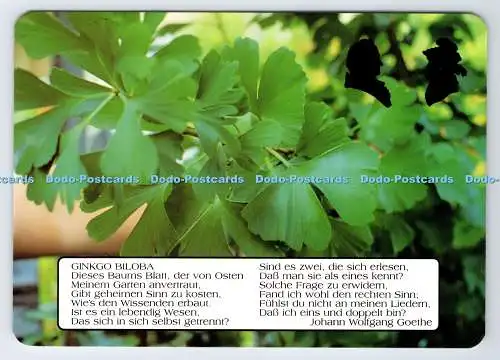 D335742 Ginkgo Biloba. Weimar. Thüringen. Georg Mai. Hans Joachim Jürgens