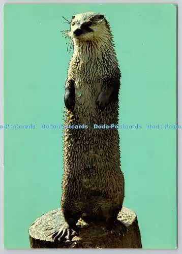D330330 Norfolk. Thetford. Kilverstone Wildlife Park Lateinamerikanischer Zoo. Otter.