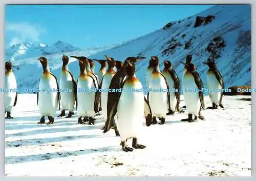 D333012 Königspinguine in St. Andrew Bay. Südgeorgien. Gedankenfabrik. J. Rhin