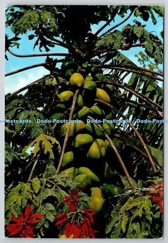 D330367 Islas Canarias. Papayas und Blumen. Ediciones Islas S.A. Edissa. Domin