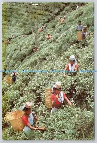 D330409 Teepflücken im Teegarten von Sylhet. Adcom. Padma Drucker. Bangladesch P