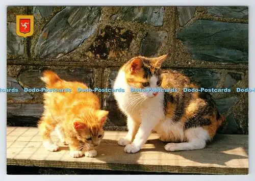 D335822 Manx Katze und Kätzchen. Welldon Karten